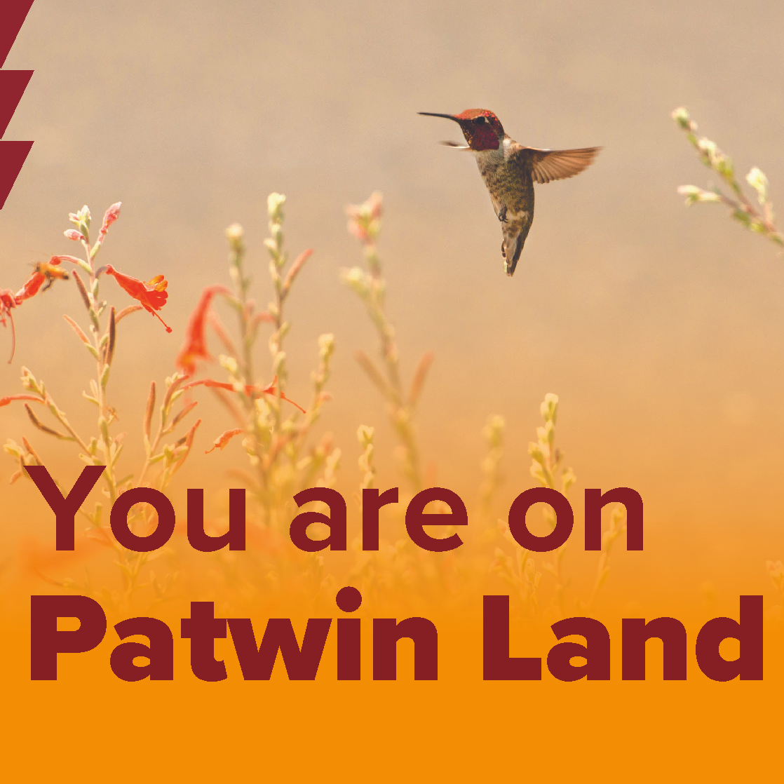 You are on Patwin Land. Hummingbird hovering over flowers.