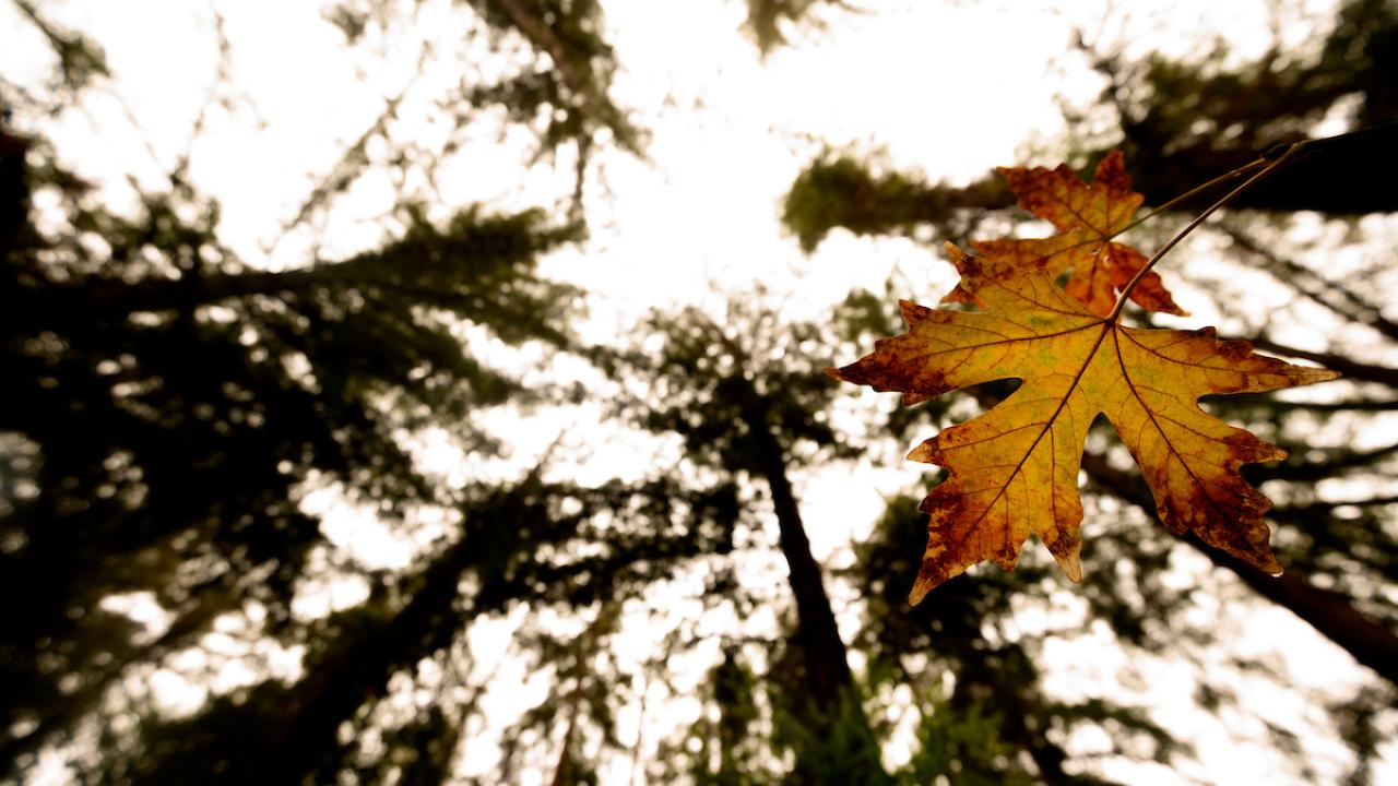 leaf on water with reflection of trees