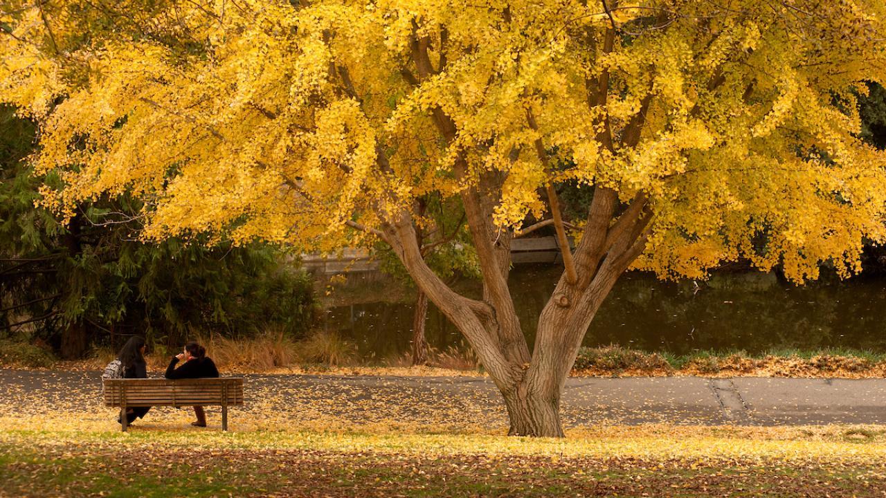 fall leaves on Davis campus