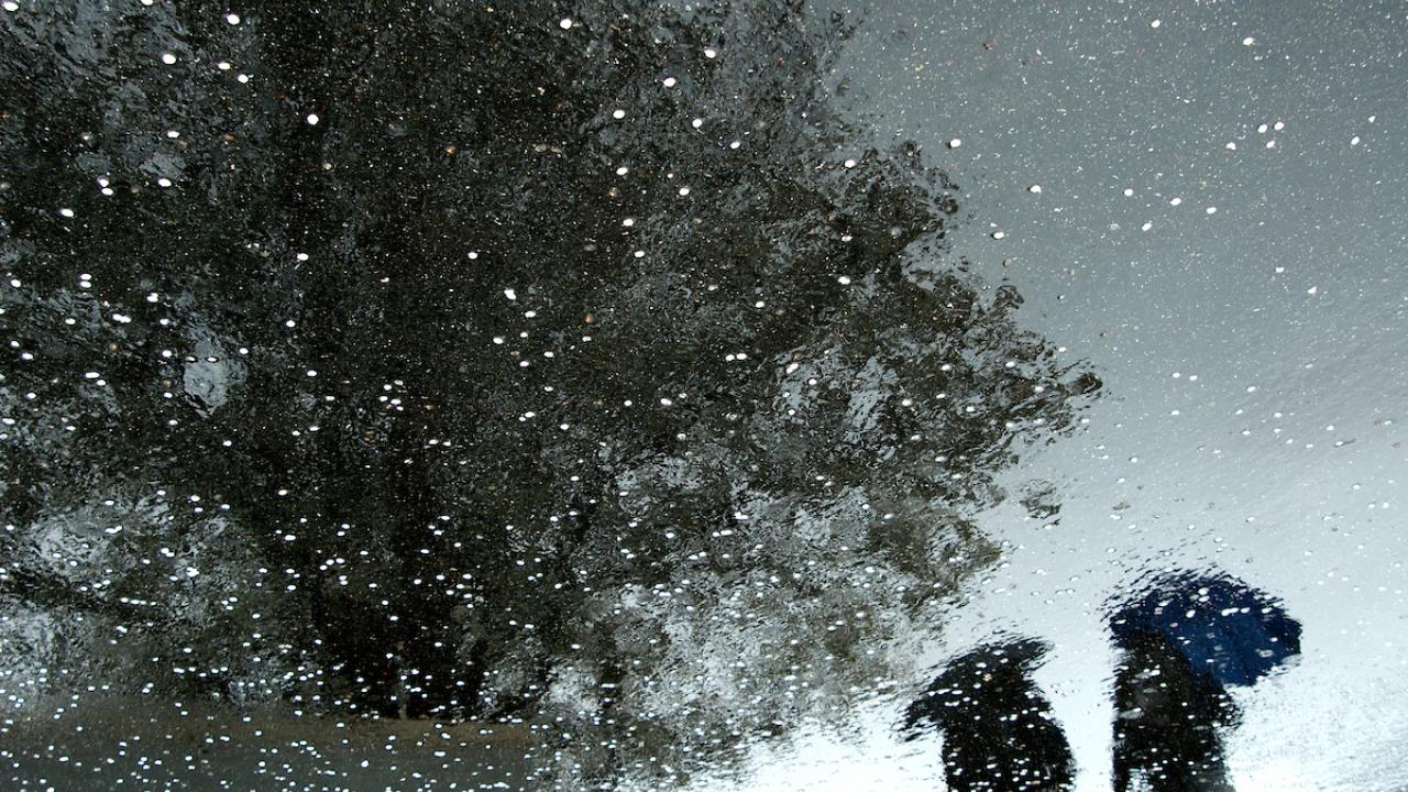reflection in rain puddle of tree and walkers with umbrella