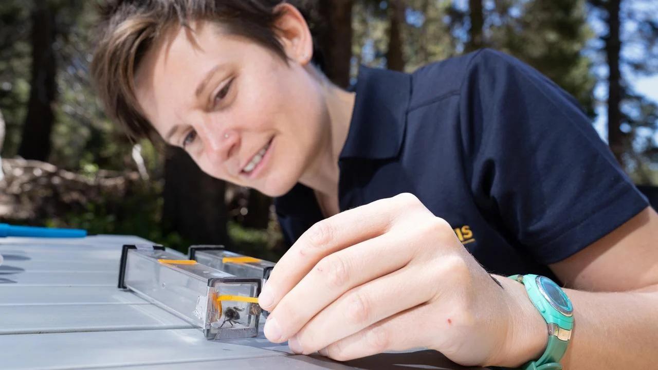 Professor Felicity Muth working with bees in the field