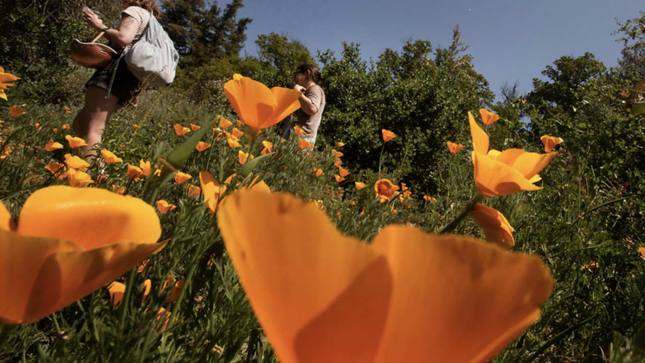 Field of orange poppies with two people walking among them under a clear blue sky.