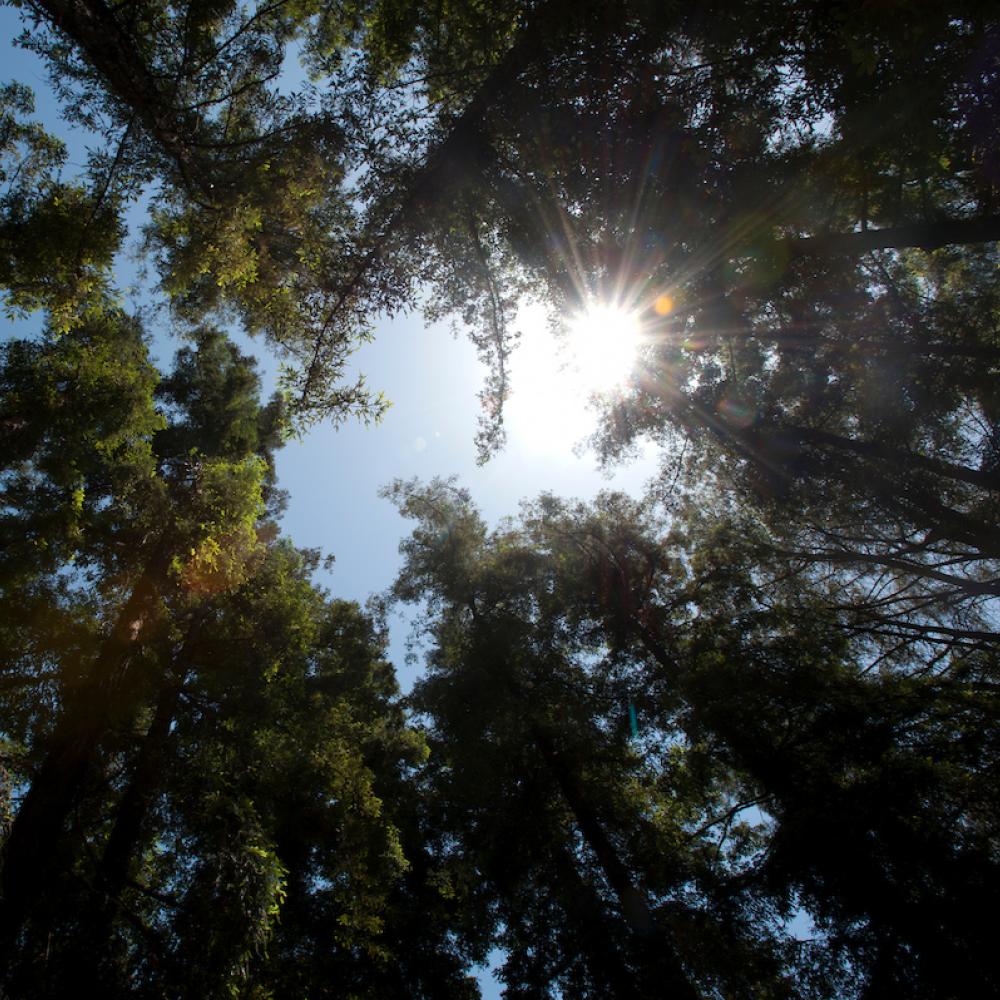 View of tall trees from below with sunlight streaming through the branches against a blue sky.