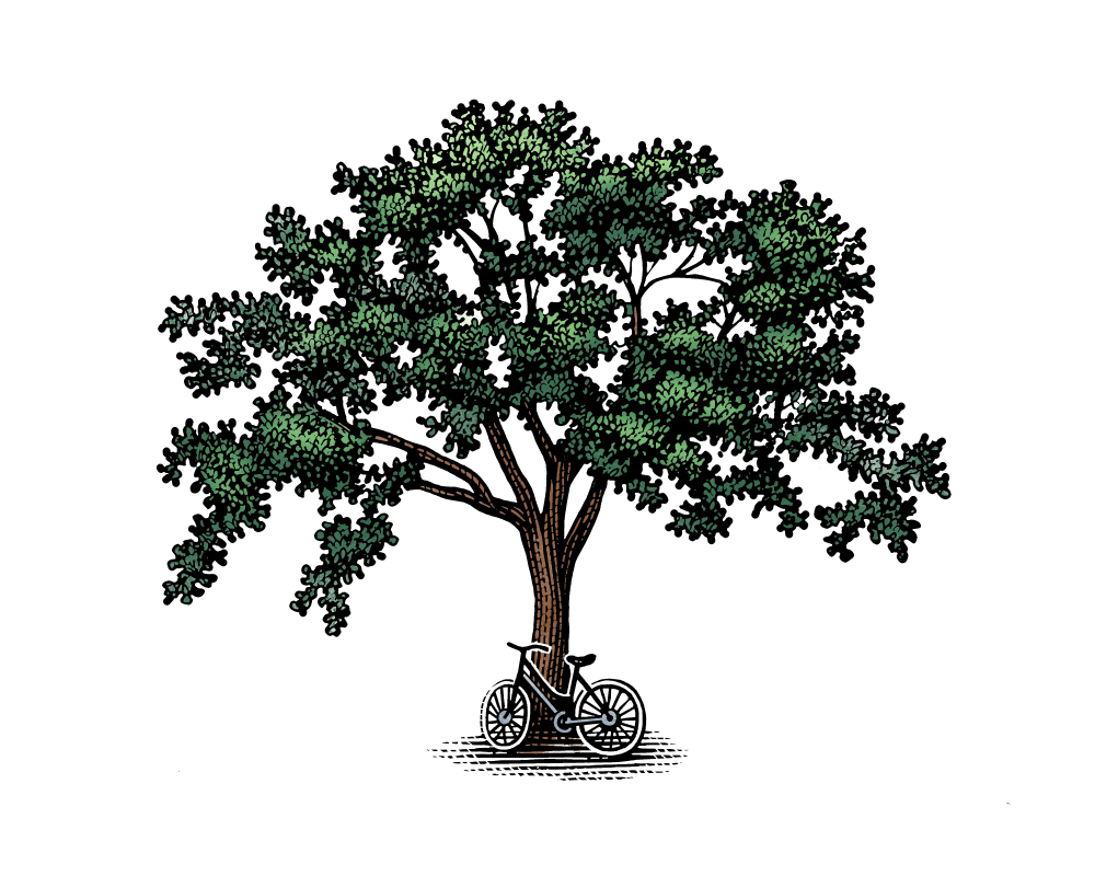 Illustration by Steven Noble of a large tree with a bicycle leaning against its trunk.