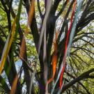 ribbons hang from the branches of a tree