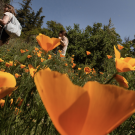 Field of orange poppies with two people walking among them under a clear blue sky.