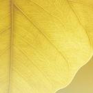 pexels-photo-676578.jpg