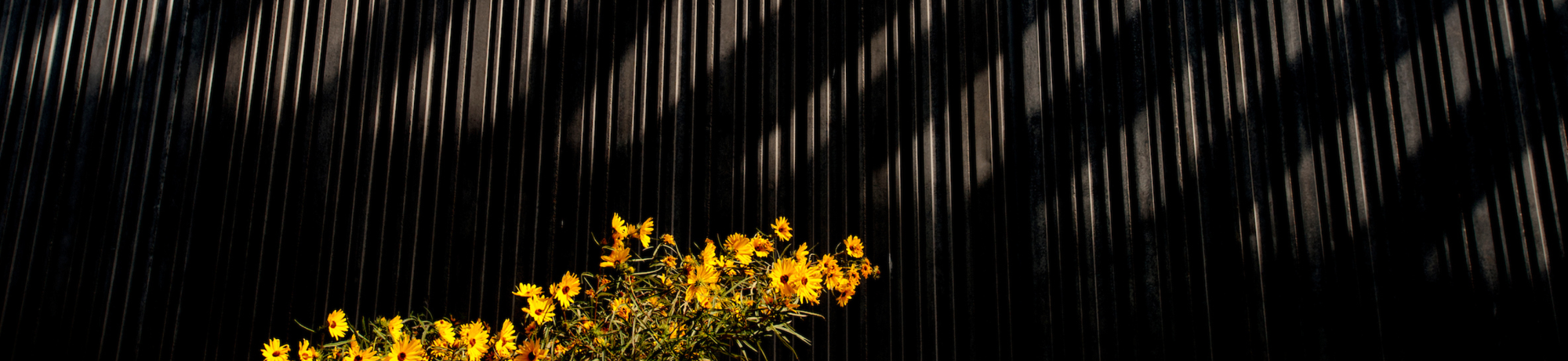 bright yellow flowers against a shadowed wall