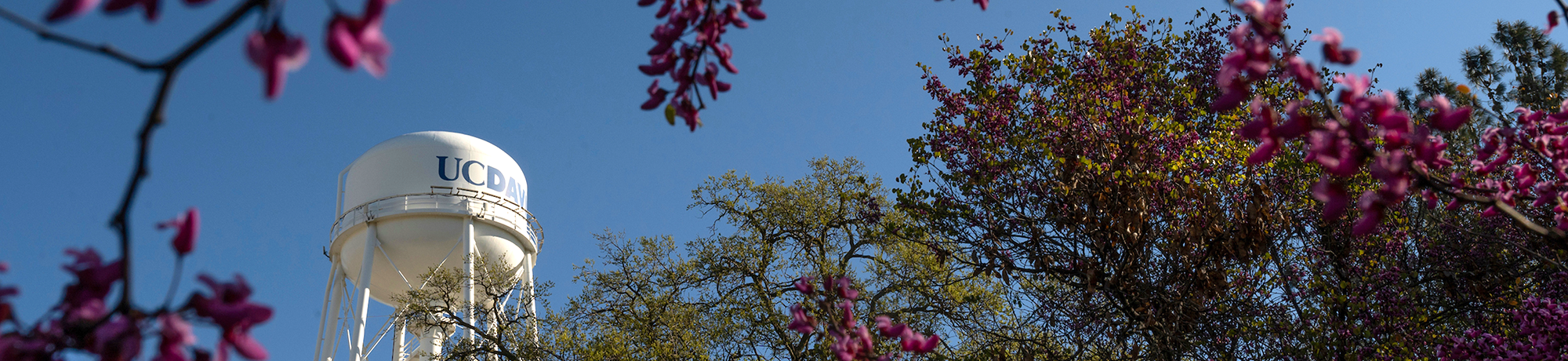 cherry blossoms in front of the UCD campus water tower in the background