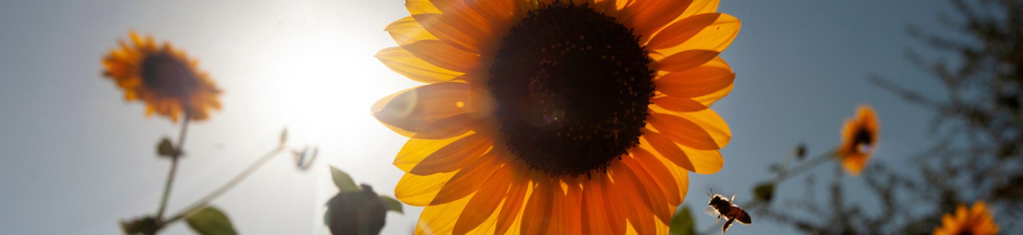 Yellow sunflower
